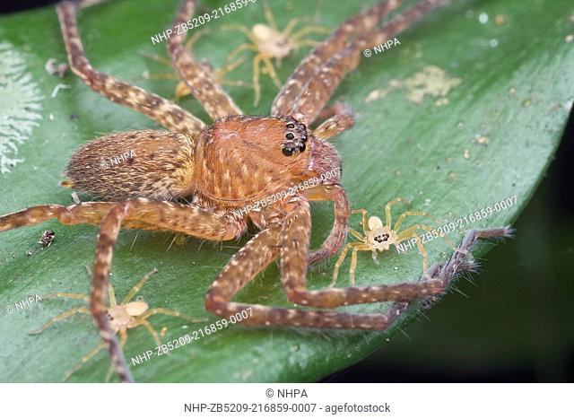 A mother huntsman spider with her newly hatched spiderlings, Petaling Jaya, Malaysia