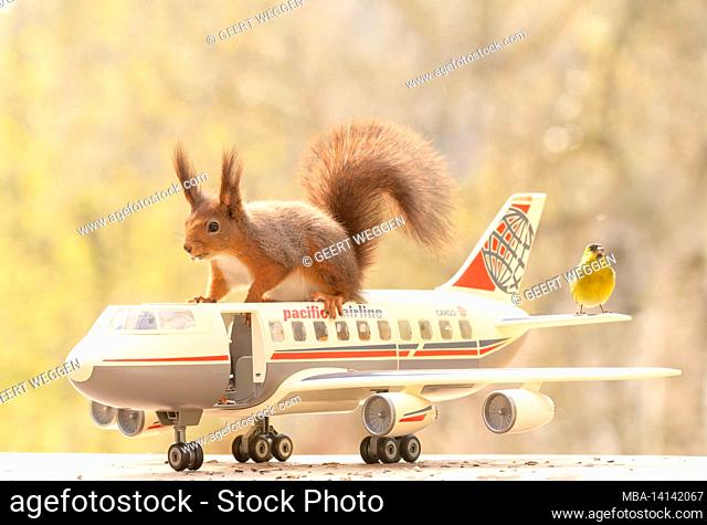 red squirrel is sitting on a airplane with siskin