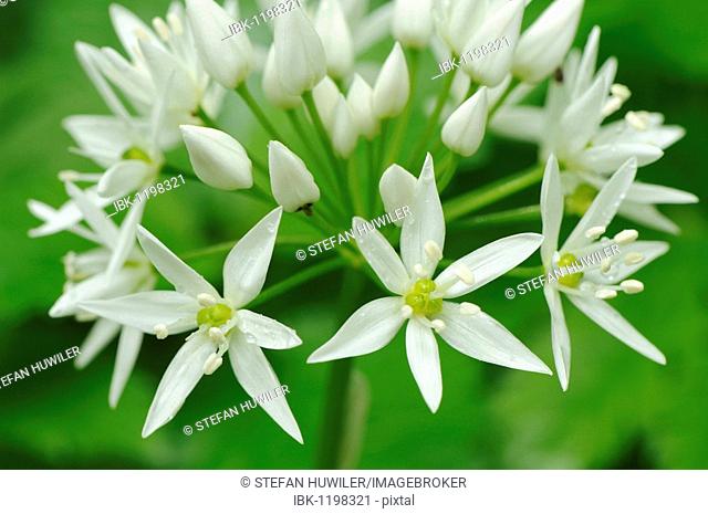 Wild Garlic blossoms (Allium ursinum)