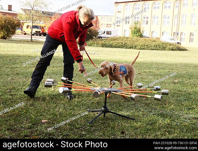 28 October 2023, Thuringia, Erfurt: Dog handler Marion Puppert trains with cadaver search dog ""Peggy"" on a scent carousel on the premises