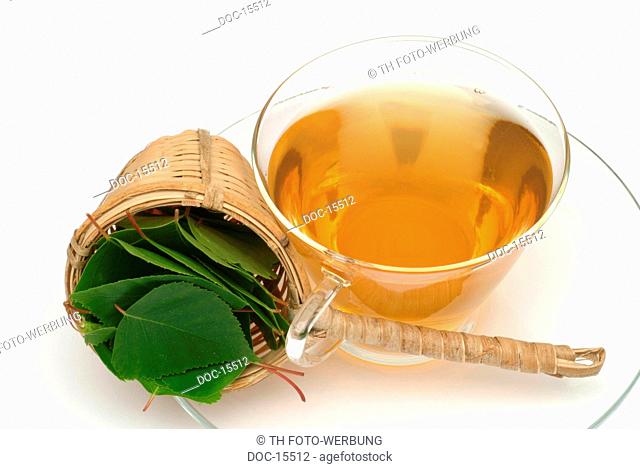 Betula pendula - Birch - Silver Birch - Medicinal plant - medicinal tea - tree - leaves - Betulla verrucosa - Barancio - Bidollo - infuso - te -