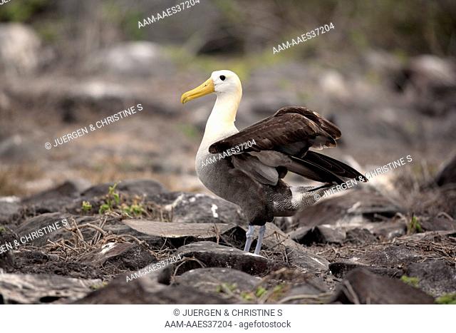 Waved Albatross adult (Diomedea irrorata) Galapagos Islands, Ecuador