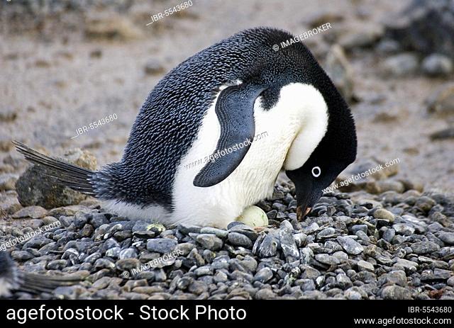 Adelie penguin (Pygpscelis adeliae) adult, at nest with egg, Antarctica