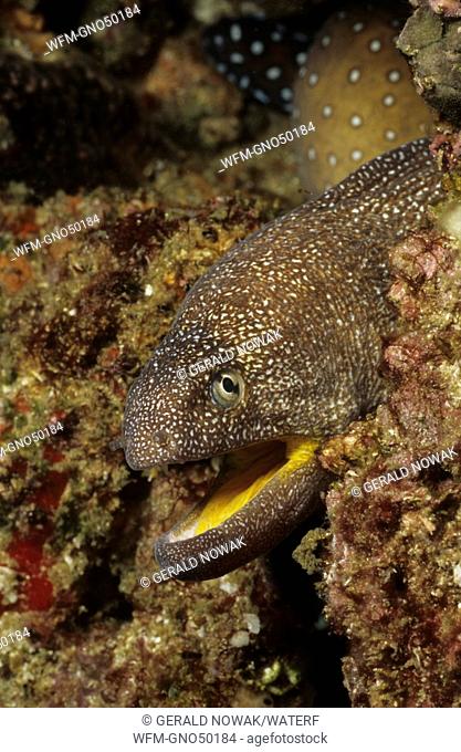 Yellowmouth moray, Gymnothorax nudivomer, Indian Ocean, Mozambique Africa