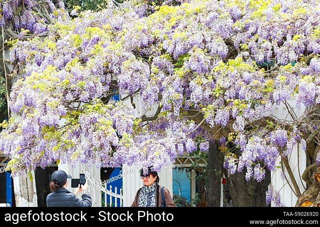 RUSSIA, REPUBLIC OF CRIMEA - MAY 12, 2023: A woman poses for a photograph by a blooming Wisteria that was planted in 1902, in the village of Simeiz
