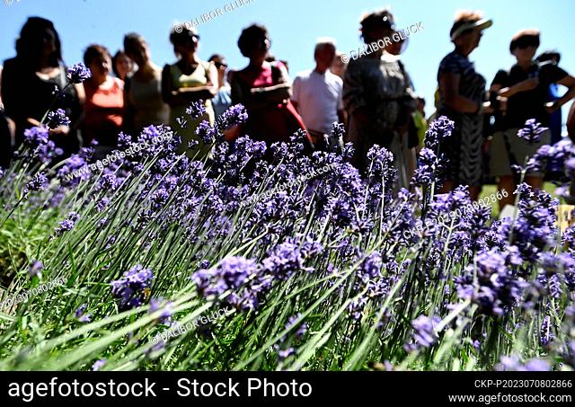 Open Day at the lavender growing and processing eco-farm in Strani, Uherske Hradiste Region, on July 8, 2023. (CTK Photo/Dalibor Gluck)