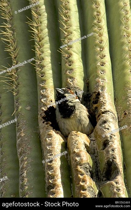 House sparrow (Passer domesticus) introduced species, adult male, at nest hole in saguaro cactus, Sonoran Desert, utricularia ochroleuca (U.) (U.) S
