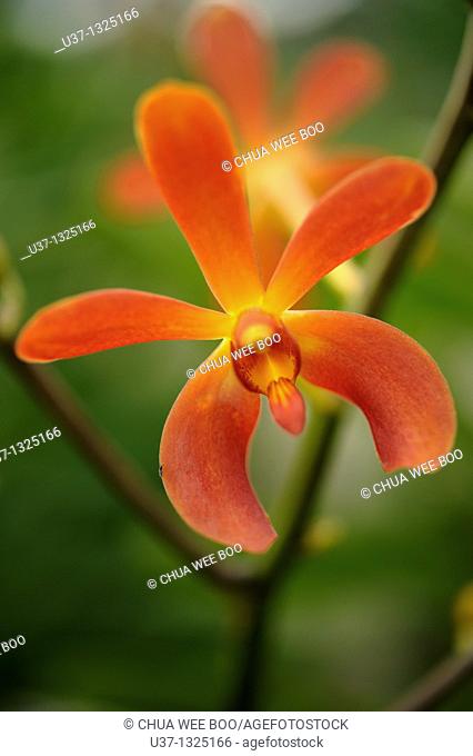 Orchid Garden, Kuching, Sarawak, Malaysia