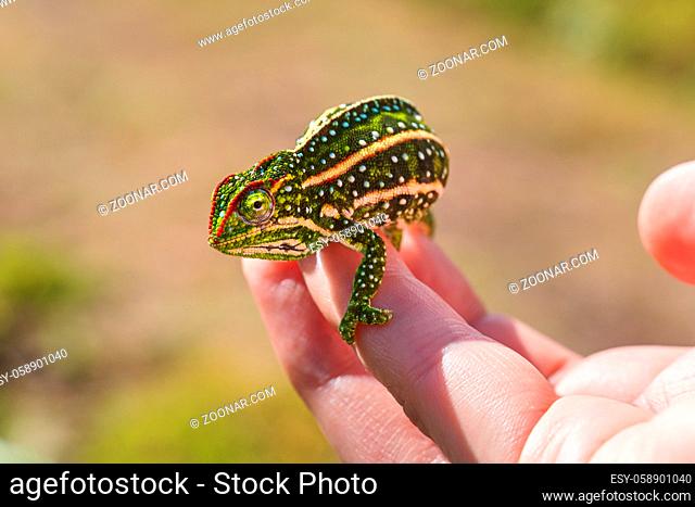 Tiny Jewelled Campan chameleon - Furcifer campani - resting on white man hand. Chameleons are endemic to Madagascar and can be seen in Andringitra National Park