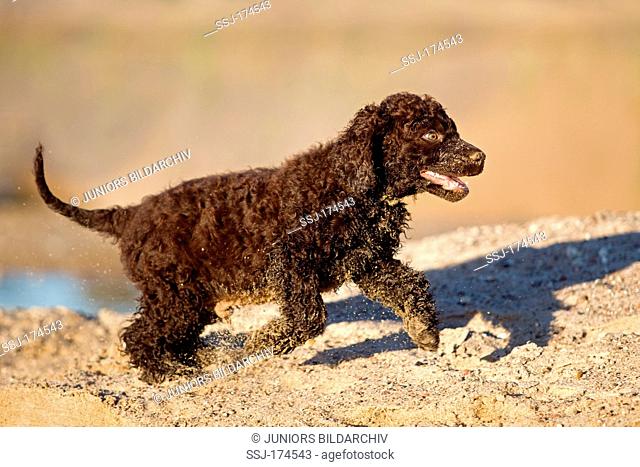 Irish Water Spaniel. Puppy running on sand