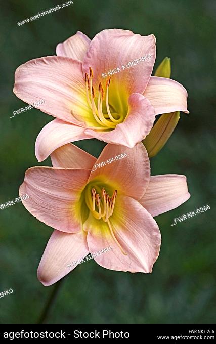 Lily, Day lily, Hybrid daylily, Hemerocallis, Two peach coloured flowers growing outdoor