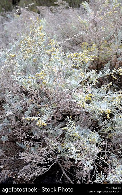 Losna (Artemisia argentea) is a shrub endemic to Madeira
