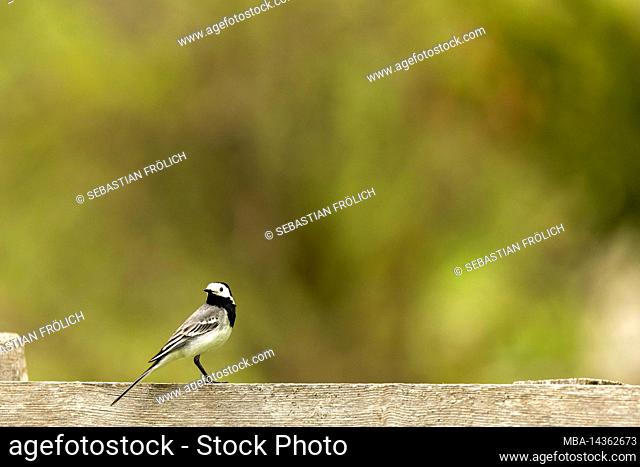 A wagtail on an old wooden fence