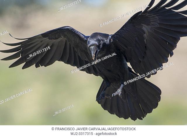 Common raven (Corvus corax), flying before landing, Extremadura, Spain