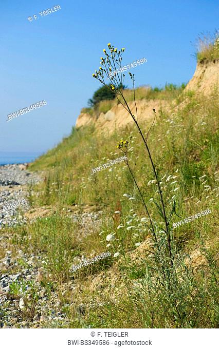 Marsh sow-thistle (Sonchus palustris), blooming on a dune at the Baltic Sea, Germany, Schoenhagen