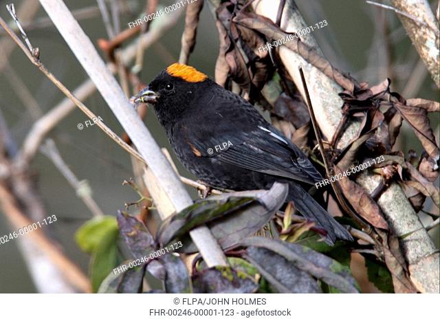 Gold-naped Finch Pyrrhoplectes epauletta adult male, collecting nest material, Arunachal Pradesh, India, december