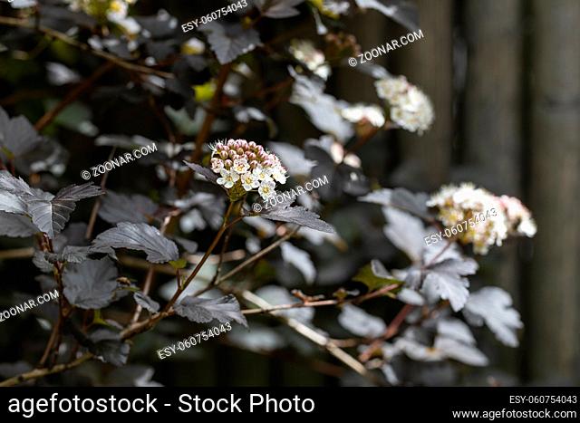 Blühender Teufelsstrauch (Physocarpus opulifolius) im Garten