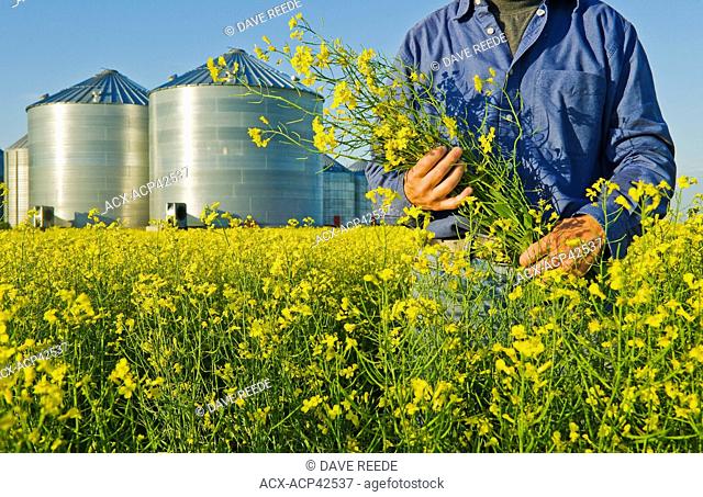Man holding blooming canola with grain storage bins in the background, near Dugald, Manitoba, Canada
