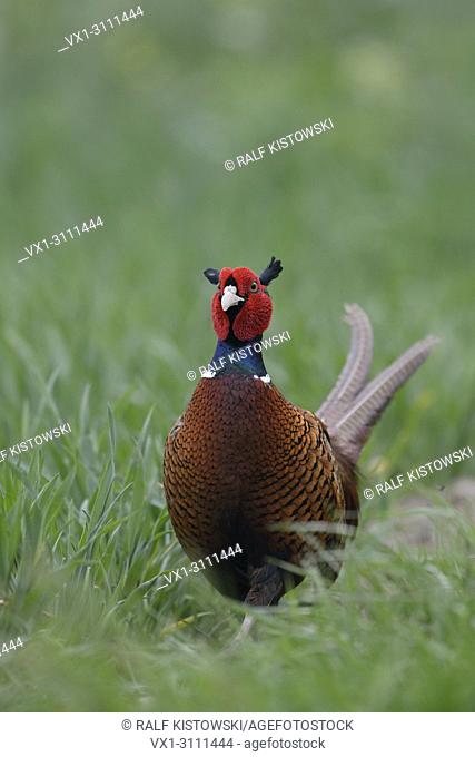 Ring-necked Pheasant / Jagdfasan ( Phasianus colchicus ), colourful male, proud cock, frontal view, walks through young winter wheat