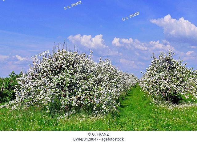 apple tree (Malus domestica), blooming apple trees in Altes Land at Jork, Germany, Lower Saxony, Altes Land