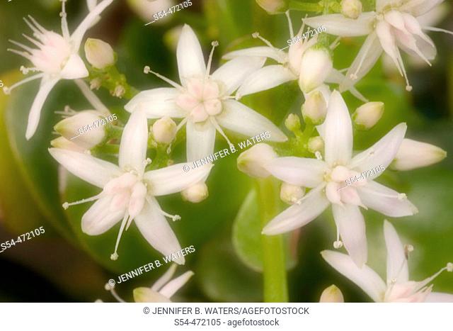 Jade Plant. Crassula argentea. Crassulaceae. Soft Focus. Gaiser Conservatory, Manito Park, Spokane, Washington, USA
