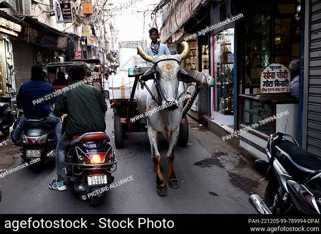 05 December 2022, India, Neu Delhi: Motorcycles pass a cow cart in an alley in Chadni Chowk, the old city of Delhi. During a two-day visit