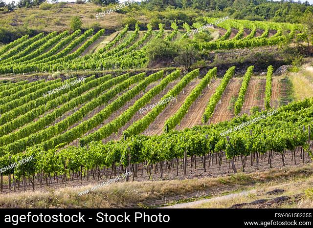 landscape with vineyards near Retz, Lower Austria, Austria