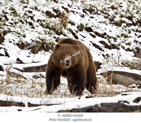 Grizzly bear (Ursus arctos horribilis) in the snow in the spring, Yellowstone National Park, Wyoming, United States of America, North America
