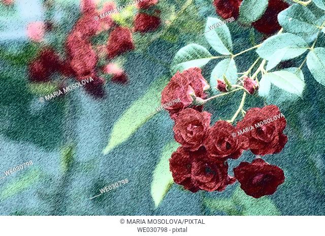 Scarlet Meidiland Tree Rose in Bloom, Summer, Maryland, USA