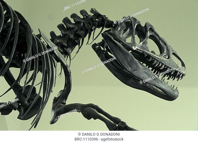 Science, DINOSAUR, Exhibit, Allosaurus exhibit, Lombardy Italy
