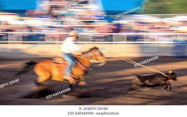 JULY 22, 2017 NORWOOD COLORADO - Cowboys ride and rope cattle during San Miguel Basin Rodeo, San Miguel County Fairgrounds