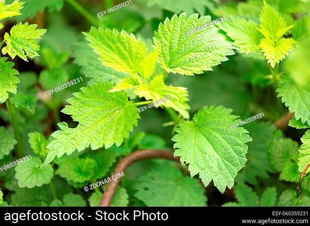 Stinging nettle leaves as background growing in the wild. Beautiful texture of nettle. Healthy food for detox