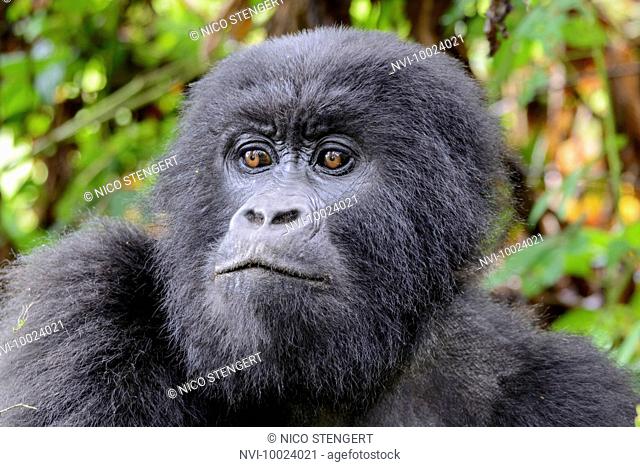 Mountain Gorilla (Gorilla beringei beringei), Nyakagezi gorilla group, Mgahinga Gorilla National Park, Virunga Volcanoes, Kisoro, Uganda, Africa
