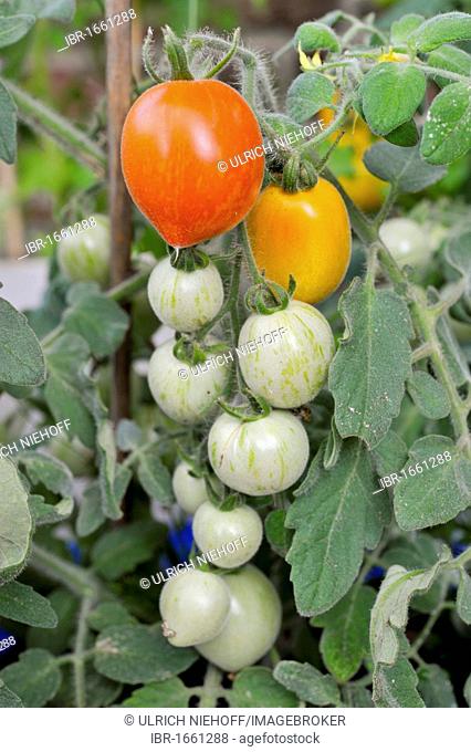 Bush with hanging traffic-light coloured Tomatoes (Lycopersicon esculentum), Fuzzy Wuzzy