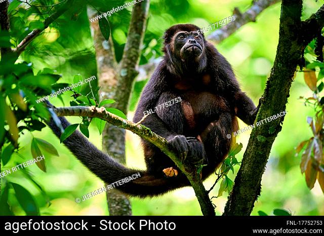 Mantled howler monkey (Alouatta palliata), Braulio Carrillo National Park, Costa Rica, Central America |mantled howler (Alouatta palliata)