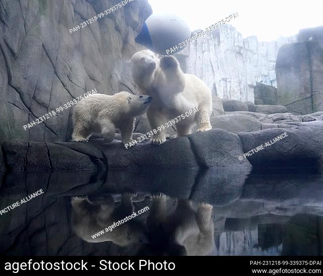 18 December 2023, Hamburg: Polar bear girl Anouk (l) plays with mother Victoria in the polar bear enclosure in the Arctic Ocean at Hagenbeck Zoo