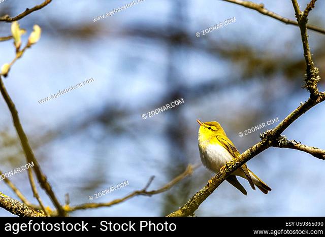 Close up of a Wood Warbler on a branch looking up to the sky