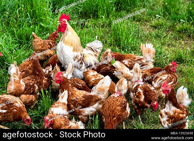 Free range chickens in a meadow