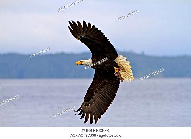 Bald eagle in flight with a fresh caught rock fish in its powerful talons, Pacific Ocean off the British Columbia coast, Canada