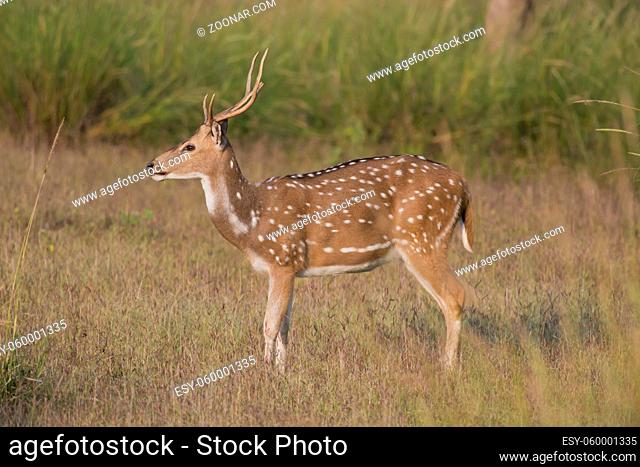Chital deer also called Spotted Deer in Kanha National Park of India