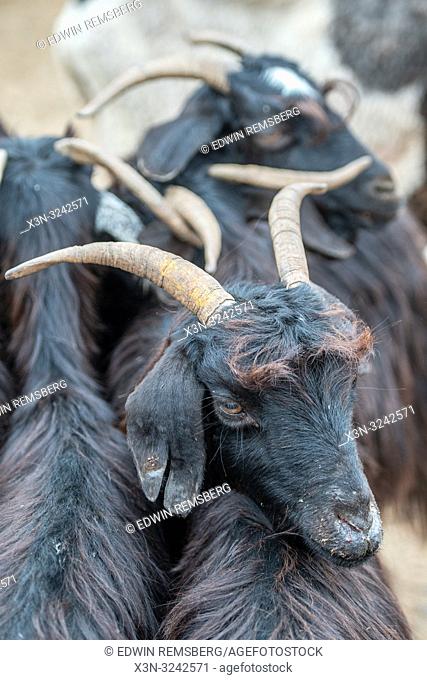 Goats (Capra aegagrus hircus) huddle together in the market place of Guelmim, Guelmim province, Morocco