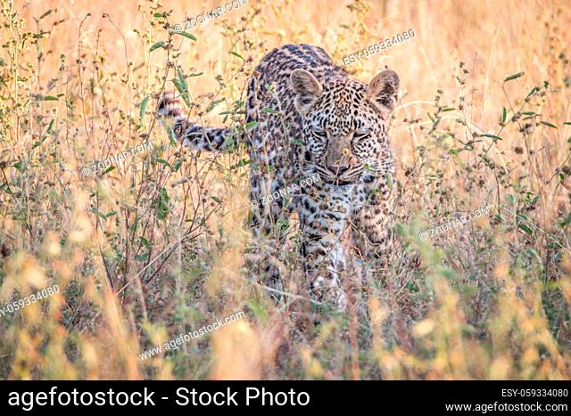 A Leopard walking in the grass in the Sabi Sand Game Reserve, South Africa