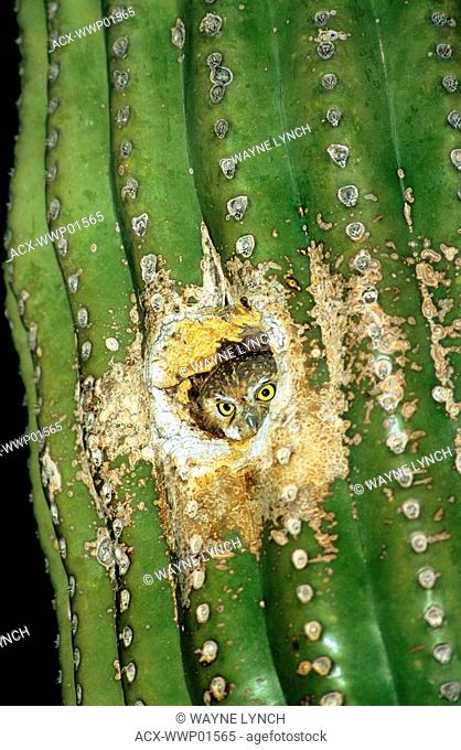 Adult elf owl Micrathene whitneyi roosting in an abandonned woodpecker hole in a saguaro cactus, Sonoran Desert, Arizona, USA