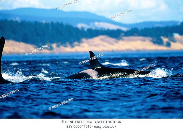 Surfacing orca whale (Orcinus orca). San Juan Islands. Washington. USA