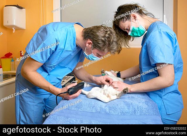 Veterinary doctor with assistant shaving dog, preparing for operation. High quality photo