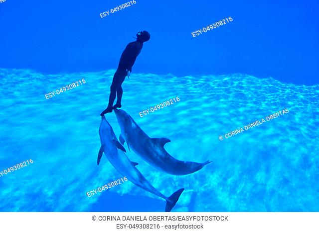 Torvaianica, Rome - May 27, 2010: Simone Arrigoni, world premiere freediver of dynamic apnea, pushed by the dolphins Paco and King wins a new world record in...