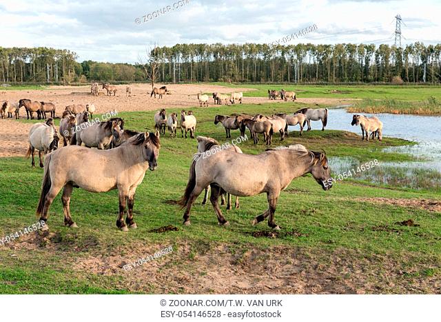 Dutch National Park Oostvaardersplassen with herd of Konik horses near a pool of water