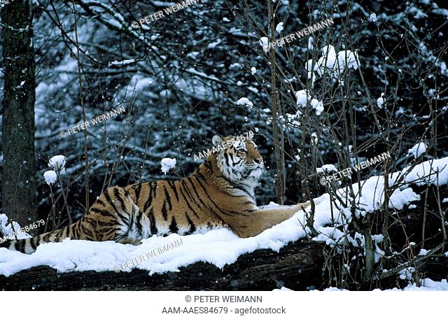 Siberian Tiger (Panthera tigris altaica), Amur Ussuri Area, SE Siberia