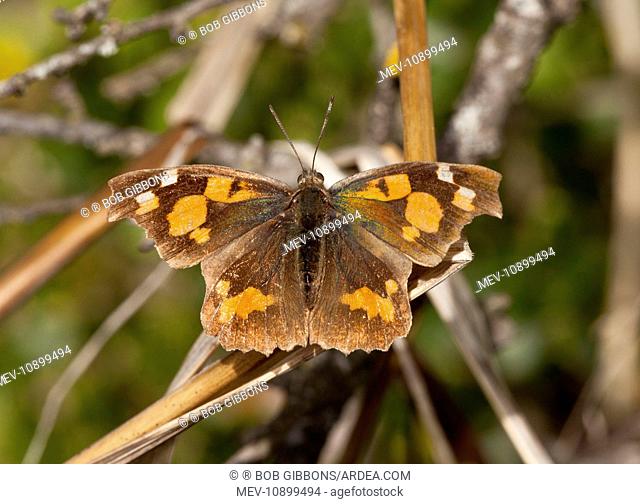 Nettle-tree butterfly (Libythea celtis). over-wintered adult - Spring - north-west Greece