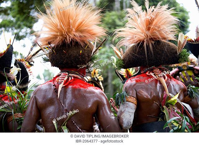 Huli Wigmen from the Tari Valley in the Southern Highlands, wearing bird of paradise feathers and plumes, at a Sing-sing, Mt Hagen, Papua New Guinea, Oceania